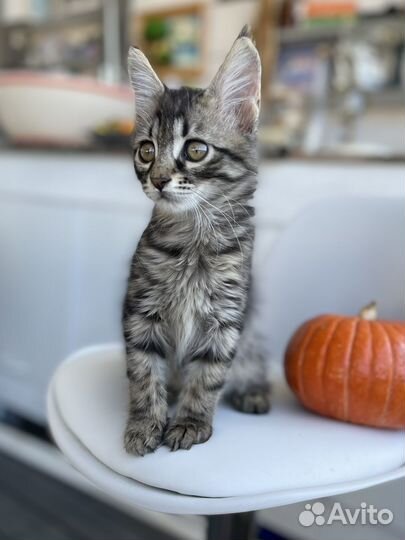 Кошки в добрые руки