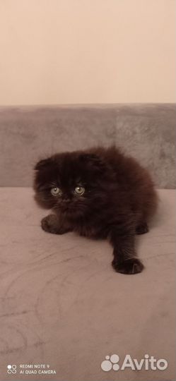 Шотландские котята