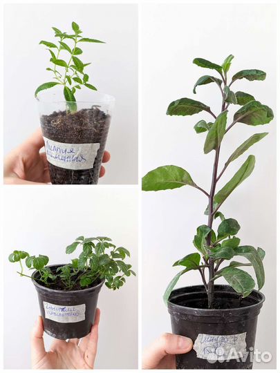 Пряно-вкусовые и лекарственные растения