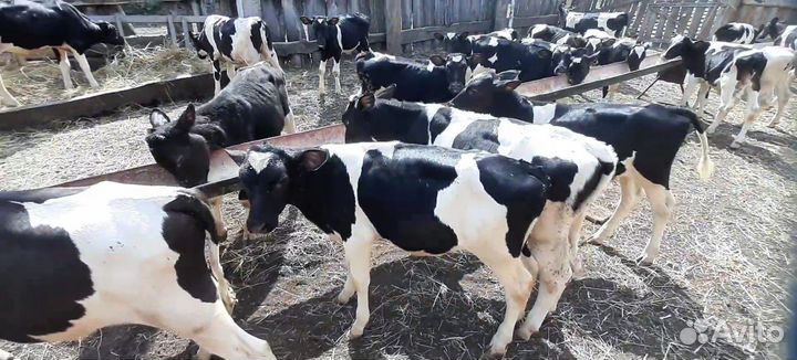 Телята бычки