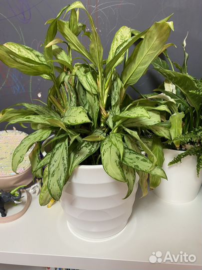 Домашние растения цветы