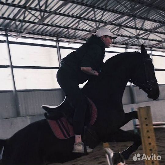 Тренер/берейтор/коновод