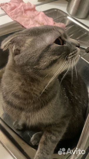 Отдам кота в добрые руки
