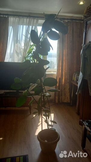 Фикус 2м.20см
