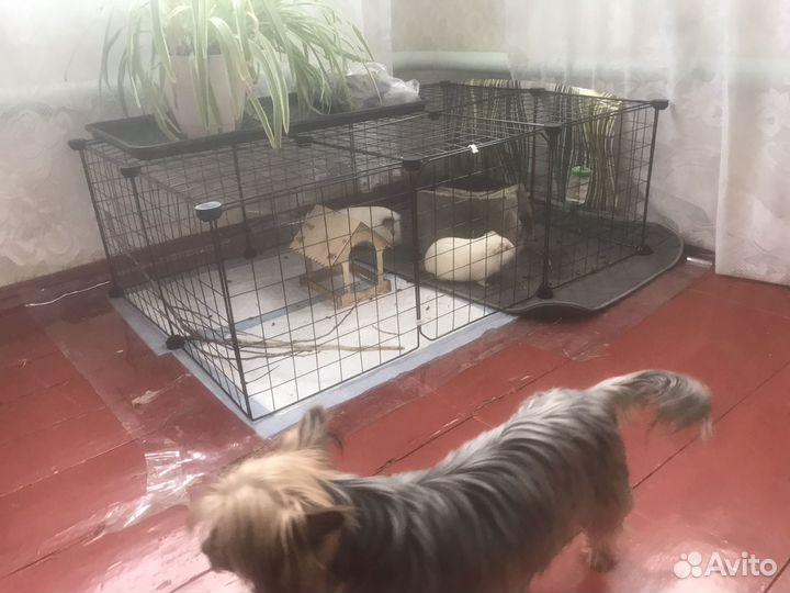 Гвинейские морские свинки