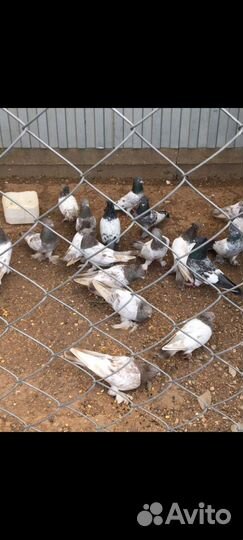 Таджикский бойние голуби