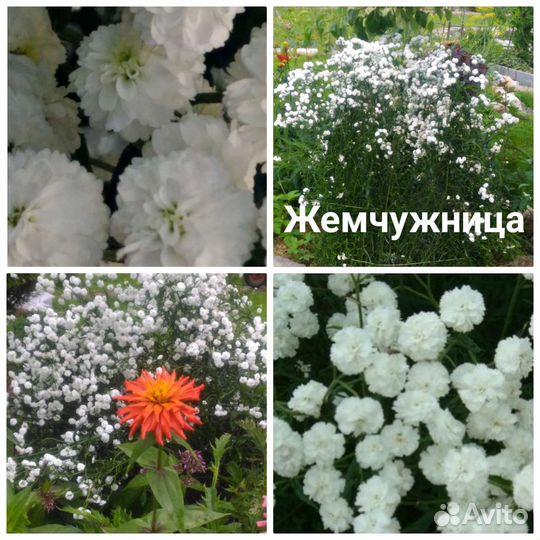 Жемчужница. Эффектный многолетник, неприхотлива