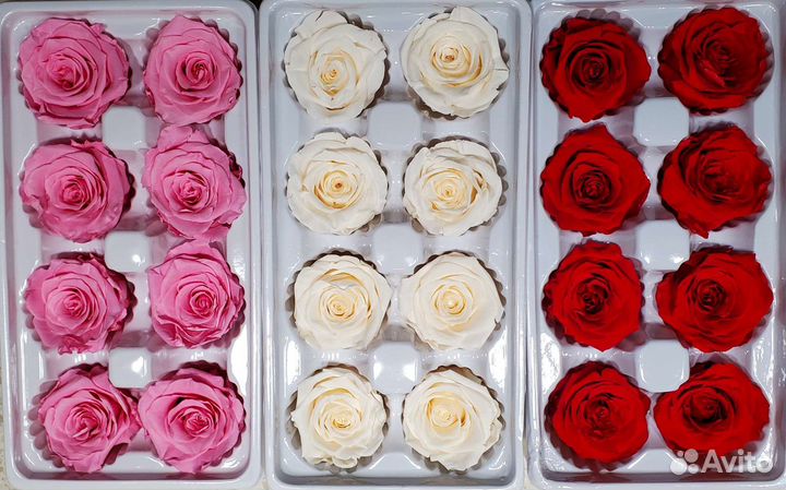 Стабилизированные цветы (розы)