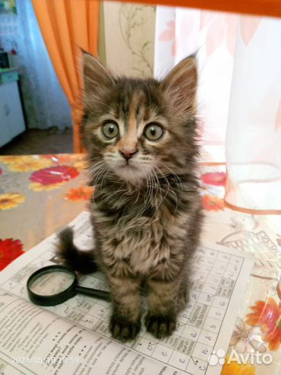 Котя девочка 2,5 мес лесной окрас