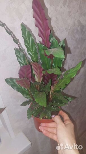 Калатея,маска