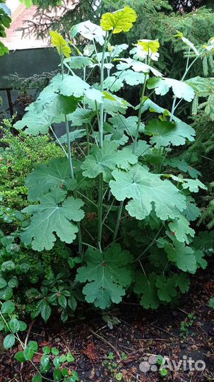 Маклея. Редкое растение в наших садах