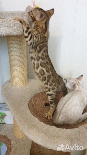 Бенгальская