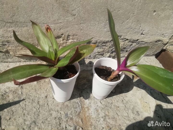 Сансевиерия