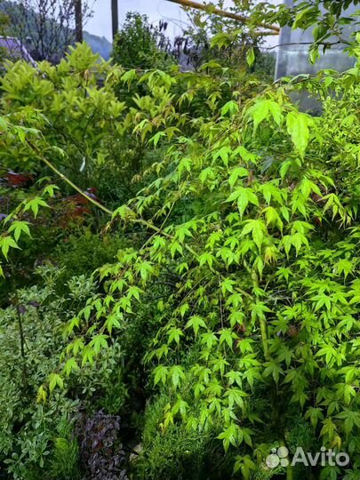 Клен Кацура