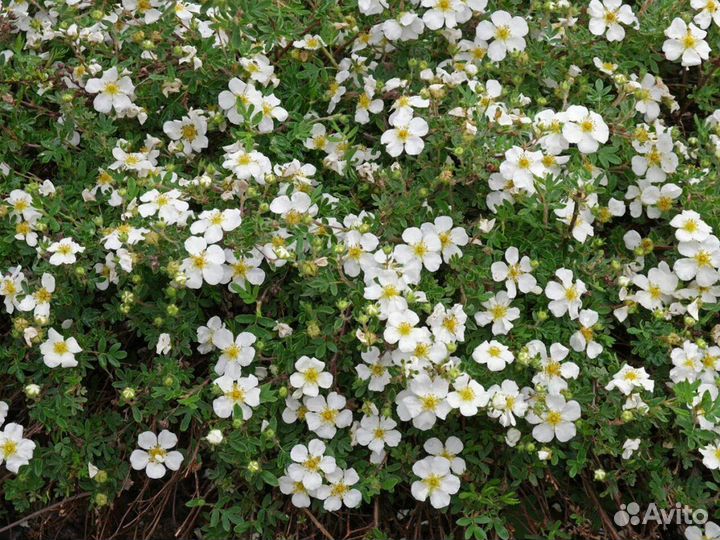 Лапчатка кустарниковая Абботсвуд (Abbotswood)