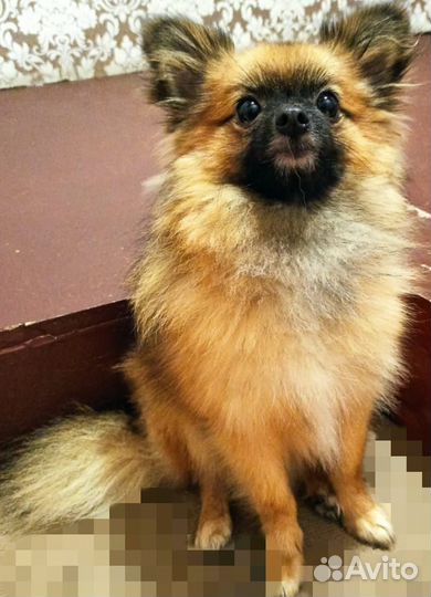 Немецкий шпиц