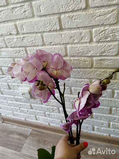 Орхидея