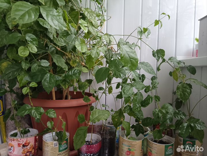 Жасмин Самбак ароматный комнатный, саженцы