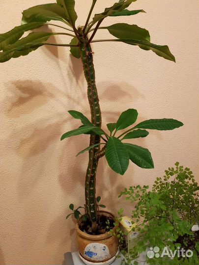 Глоксиния.маранта.молочай, диффенбахия