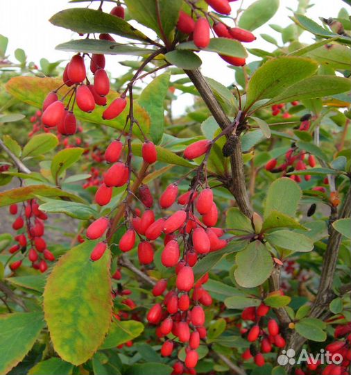 Барбарис обыкновенный