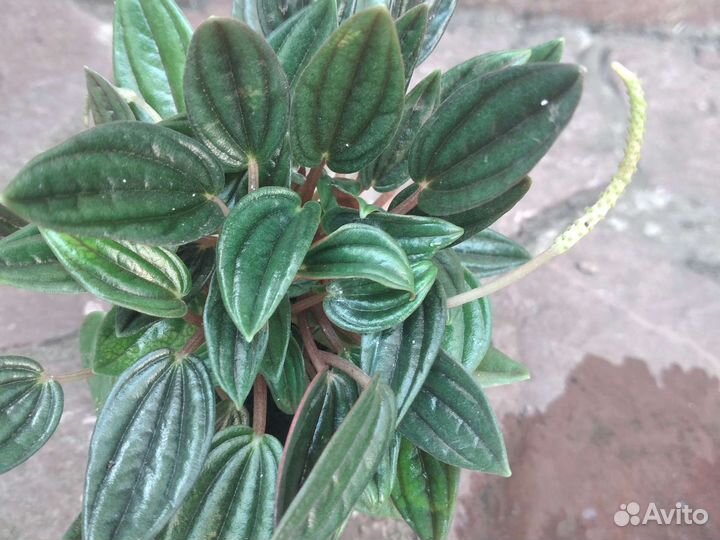 Традесканция рео,пеперомия