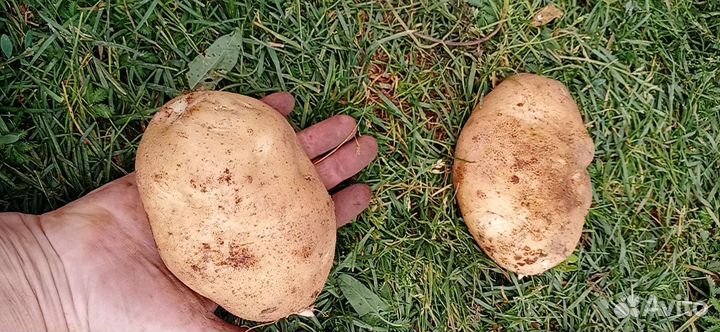 Сортовой картофель на посадку