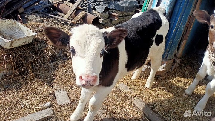 Продам бычка почти два месяца