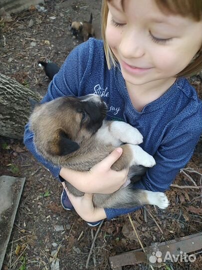 Собаки бесплатно в добрые руки щенки