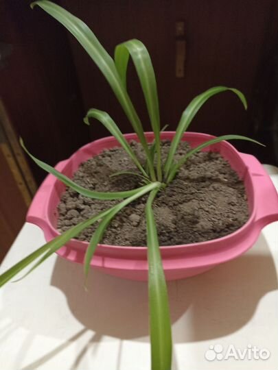 Хлорофитум