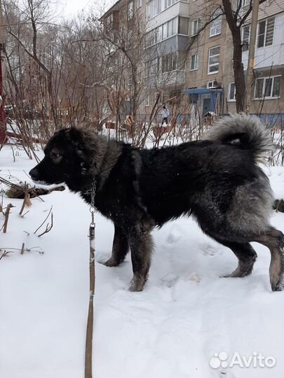 Кавказская овчарка