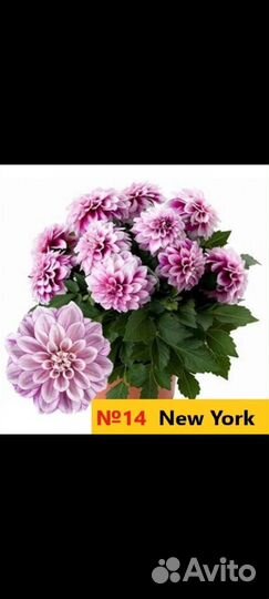 Георгины вегетативные