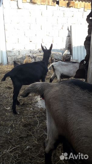 Коза дойная