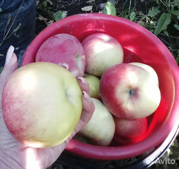 Саженцы Яблони крупноплодные зкс