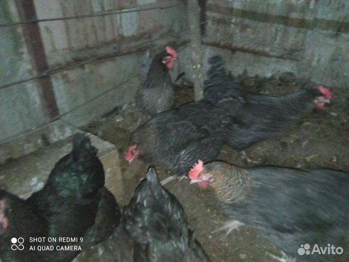 Куры и цыплята
