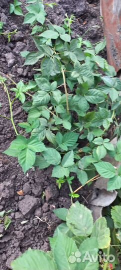 Саженцы ежевики безшиповой