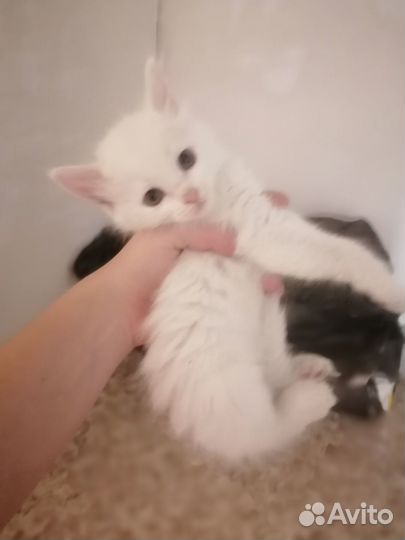 Продаются котята