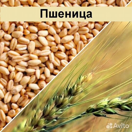 Зерно пшеницы