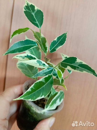 Фикусы Анастасия,Твилайт,Голден моник