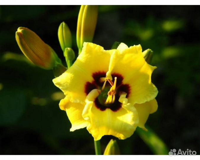 Лилейник Bumble Bee