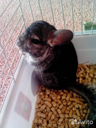 Передержка домашних животных