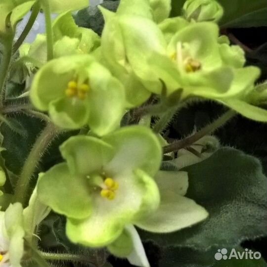 Фиалка Эмеральд Лав