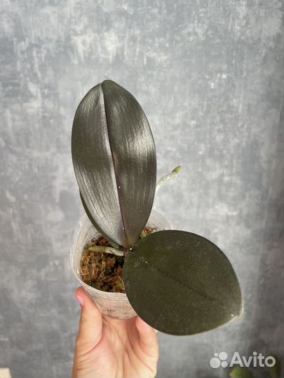 Орхидея angel rose M