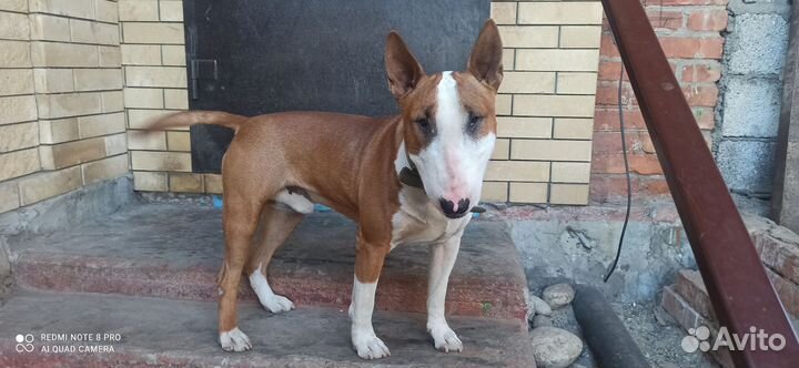 Стандартный бультерьер вязка