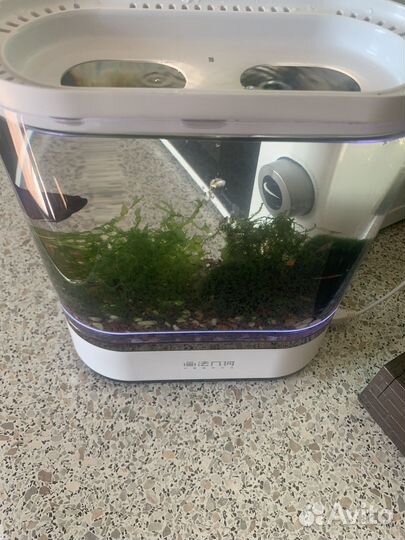 Акваферма xiaomi мини аквариум