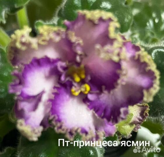 Фиалка.детки