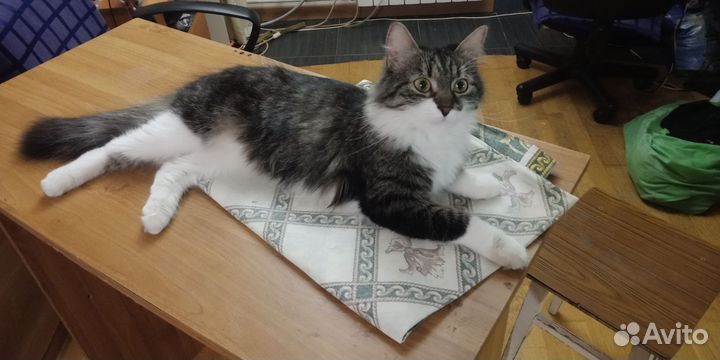 Кошка в добрые руки