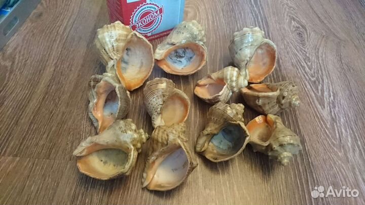 Ракушки покрытые лаком