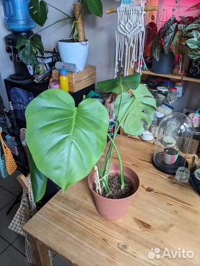 Монстера деликатесная