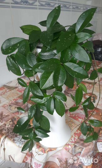 Кливия хоя гиностемма гибискус