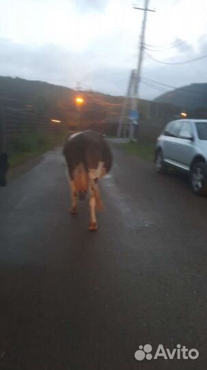 Корова стельная дойная